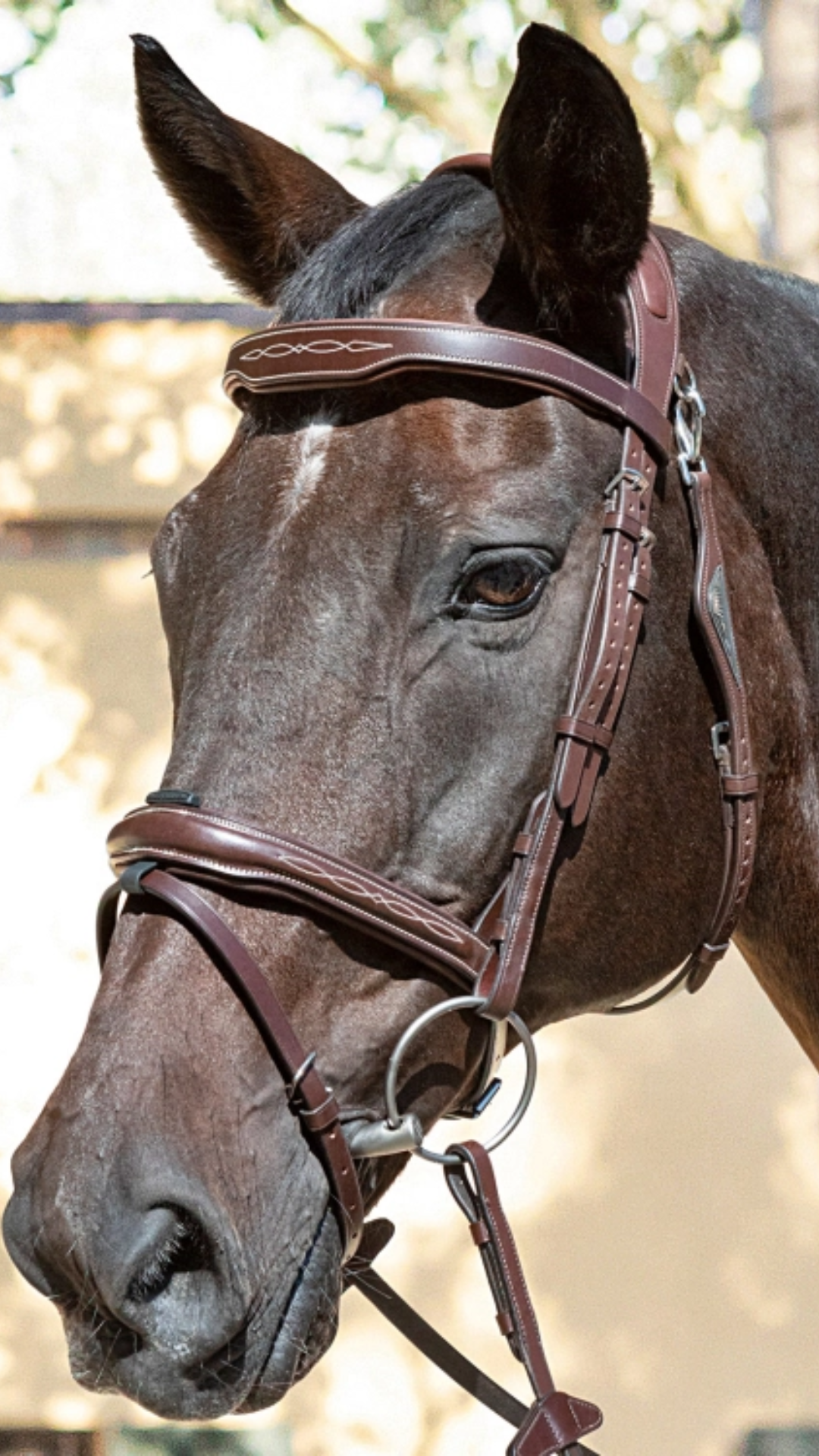 Testiera Ricamo | Equiline | El gaucho sport