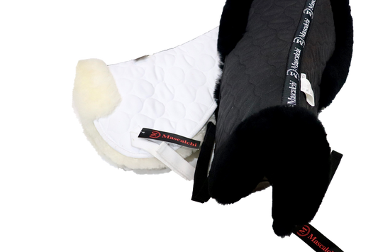 Agnellino AMY | Mascalchi | El gaucho sport