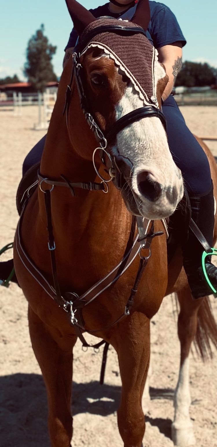 Pettorale "BLOW" | El gaucho sport