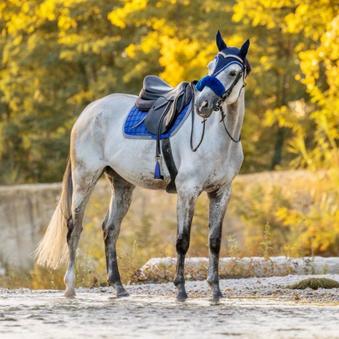 Accessori per Doma - Alta Qualità su El Gaucho Sport