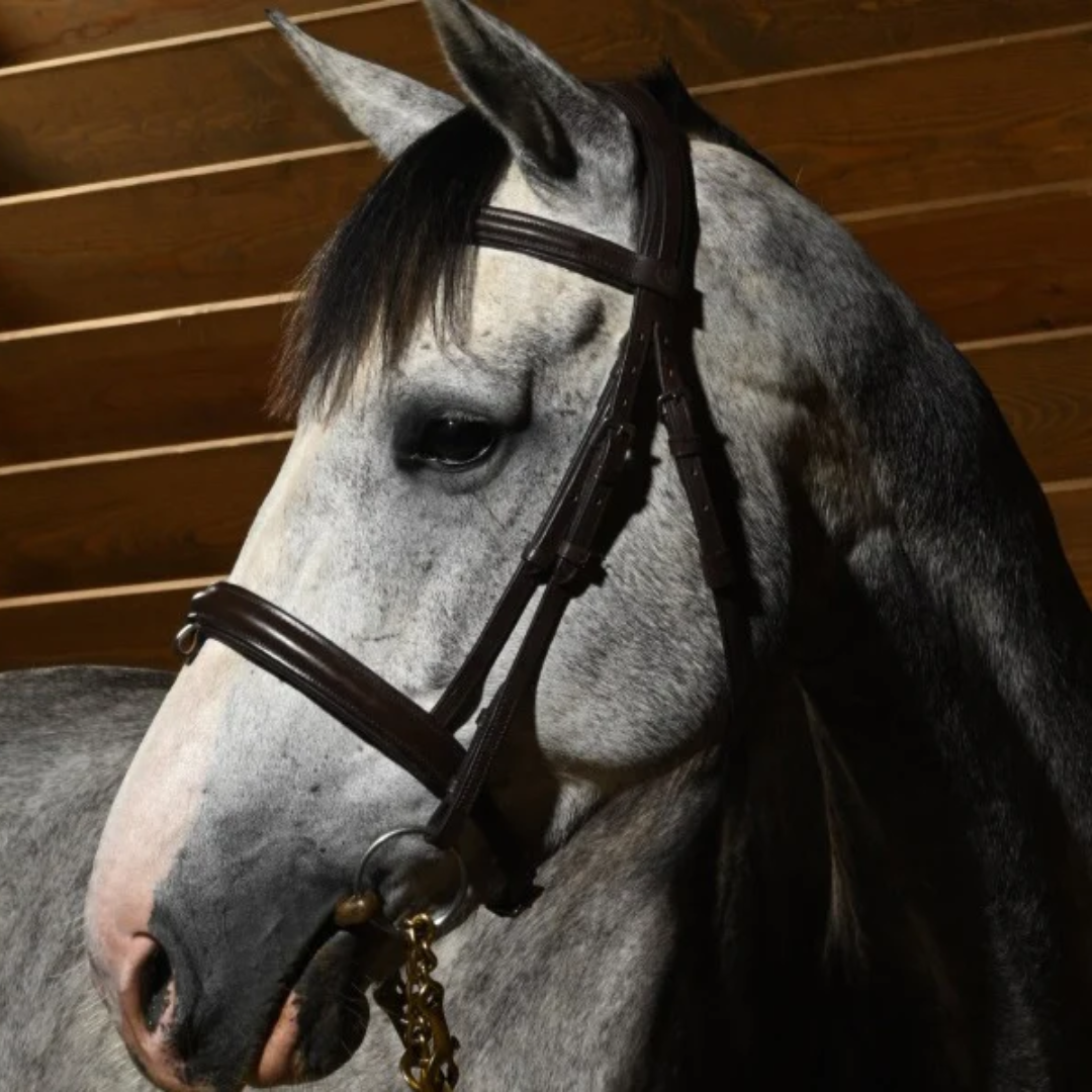 Filetti ad Aste per cavalli | El Gaucho Sport