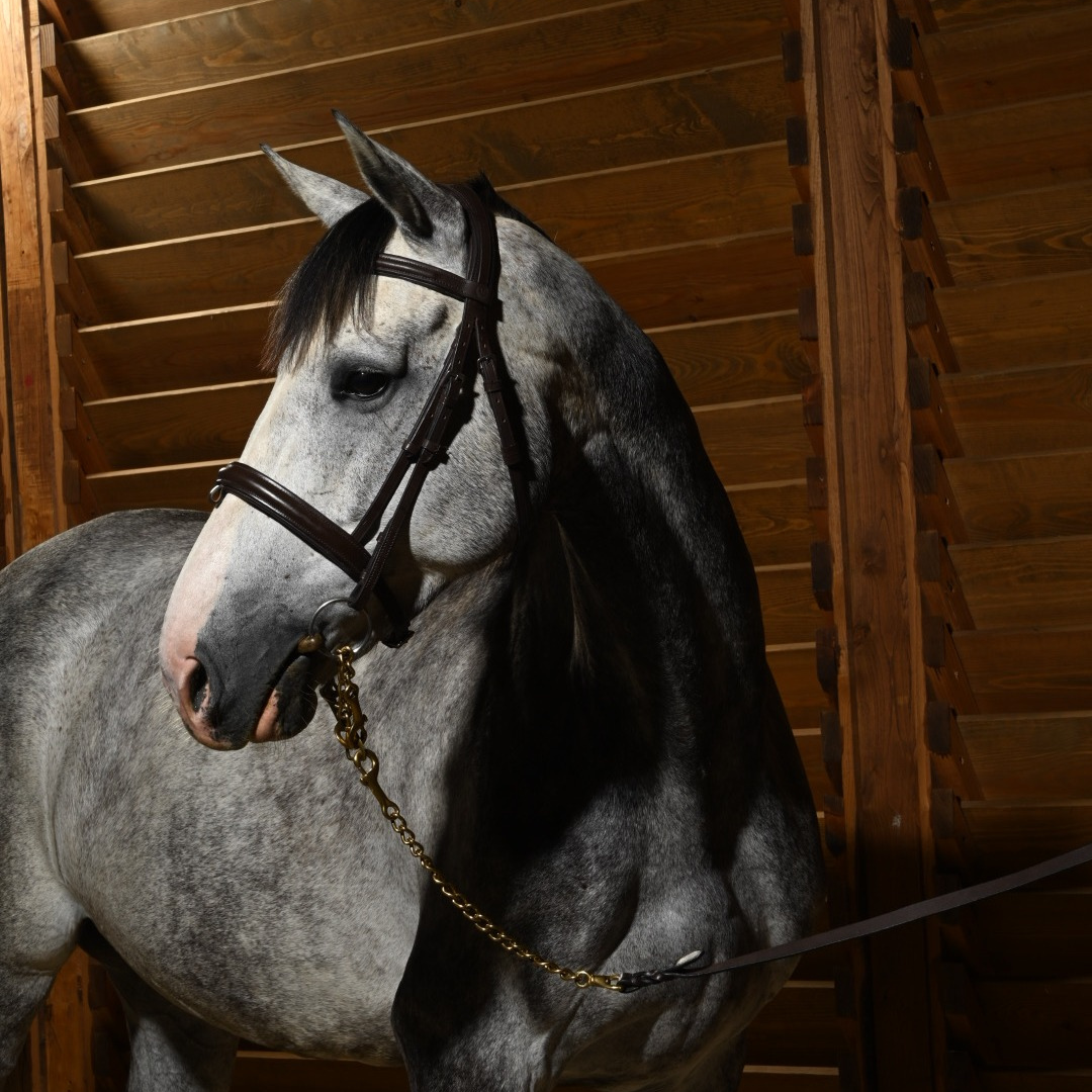 Filetti ad Oliva per cavalli | El Gaucho Sport