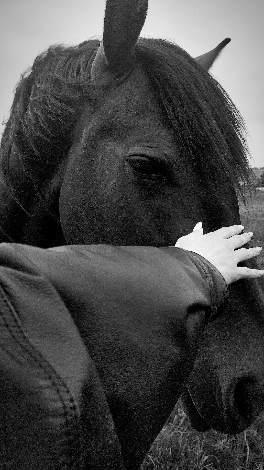 Nuovi Arrivi per Equitazione | El Gaucho Sport