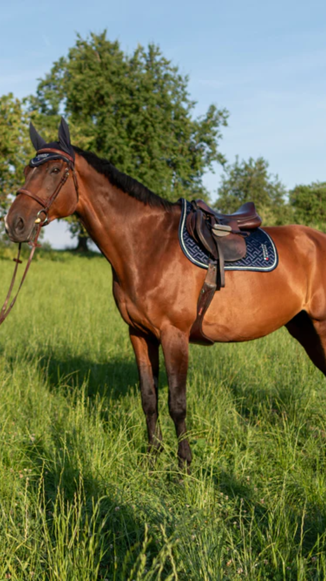 Sottosella da Salto Tommy Hilfiger Windsor | Eleganza e Comfort per l'Equitazione