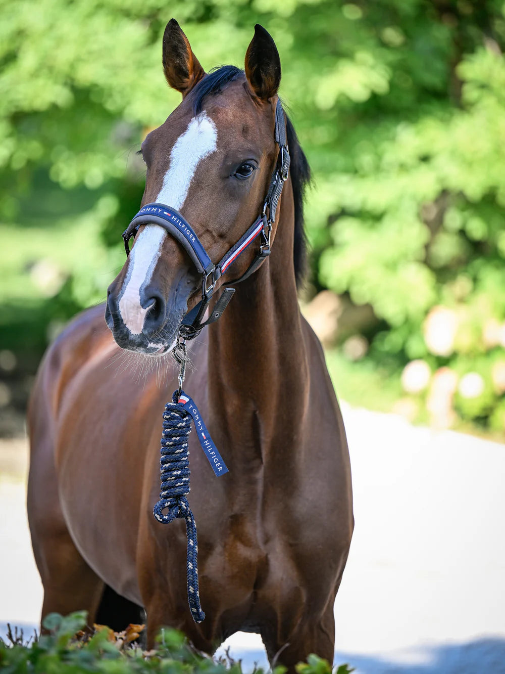 Yale Halter & Rope Set Taupe – Longhina Tommy Hilfiger Equestrian